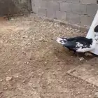 بط مصري مسكوفي بطه