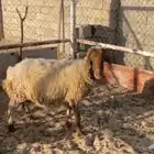 نعجه مضرع دعميه دعم مضاريع غنم