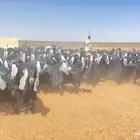 معزا عوارض صنف 221 راس مراح كامل