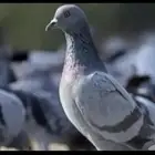 حمام بري للبيع