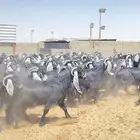 معزا عوارض صنف 160 راس ( تم البيع )