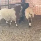 نعيم ذبايح تم البيع