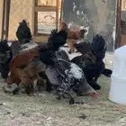 فراريج براهمه العمر 3 شهور