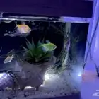 حوض سمك مع اسماك وكامل مستلزماته البيع لعدم التفرغ 400ريال