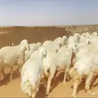 رخال حريات حرش 67 راس ( تم البيع )