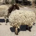 غنم اشباب دعم