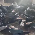 فروخ بط مصري احجام وعدال