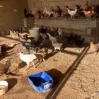 فراريج تركي وبلدي و لوهمان