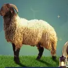 ذبائح نعيمي حري نجدي