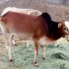 حسيل كفو شحم عمره سنه وخمس شهور
