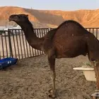 قعود ساحلي كفو