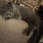 قط سكوتش فولد