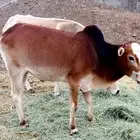 حسيل للبيع