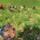 دجاج بلدي بياض