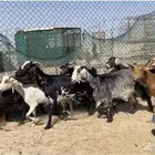 معزا جنوبية وعمانية ألوان مميزة للبيع