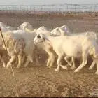 غنم صنف ومراح واحد وحرش ودفيع