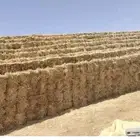 ذره حمراء جيزانيه الشد من 83 إلى 79