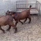 تيوس