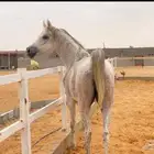خيل