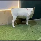للبيع ماعز غزمي مكس