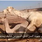 هجن جميعهن على اضراب