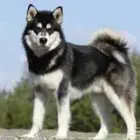 مطلوب كلب هاسكي او كلب غنم للتبني