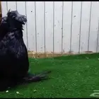 حمام بخاره