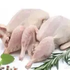 زغاليل النخبة
