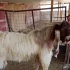 فحل مطور خصم صنف