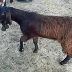 تيس مشروع فحل