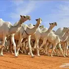 دلال في حراج البل رقم الجوال