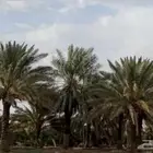 نخل مكتومي 4 م الي 5 م
