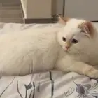 قطة