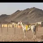 خيل شعبي