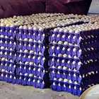 بيض دجاج بلدي فواتح مخصب
