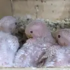رور البينو غر