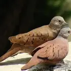 يمام مكسيكي