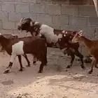 ثلوث المنظر