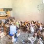 مطلوب دجاج بياض ومطلوب بط القريات