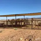 مضلات ابل جميع مقاسات شبوك ابل