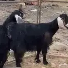 معزاء حيل ذبايح