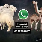قروب حراج لعرض الإبل والأغنام