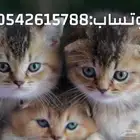 قطط سكوتش للبيع مطعمين توصيلهم مجاني