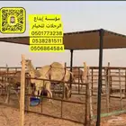 عرض خاص على مضلات الابل بسعار مناسبة