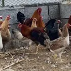 أسكان الحصمه مزرعه عيسان