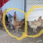 دجاج بلدي