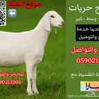طليان ذبايح