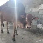 حسيل بلدي تربيه