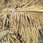 سعف نخل للبيع