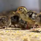 صوص سمان فري